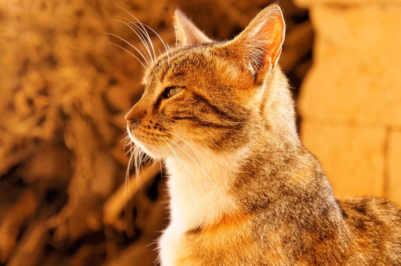 探索猫咪奇妙世界的最新猫行之旅