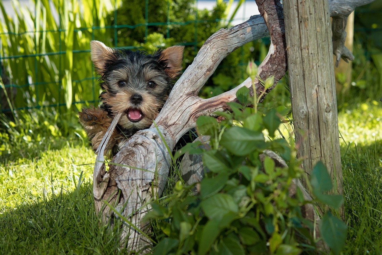 最新杂交犬种，探索无限可能的混合之美