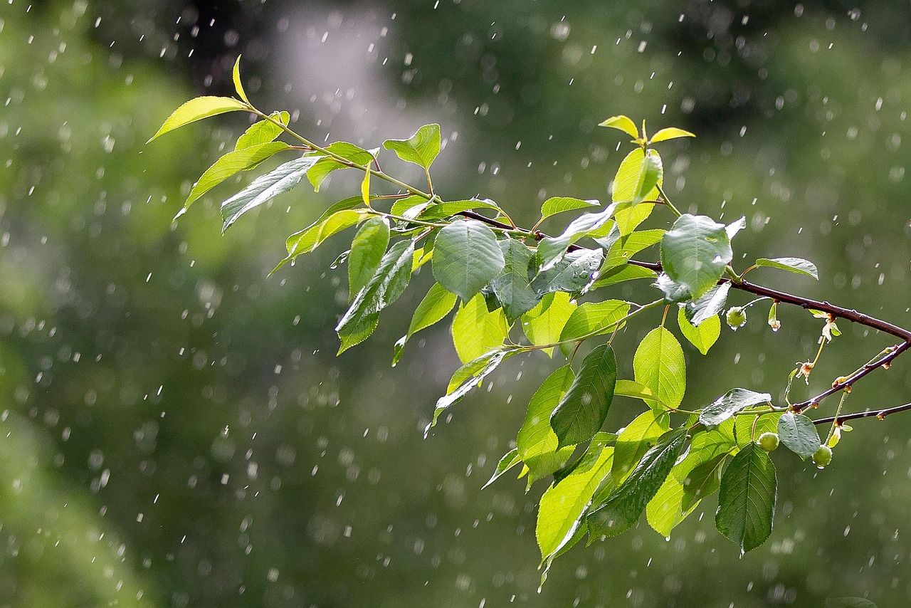 广东暴雨预警更新，如何应对连续暴雨天气的挑战